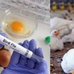 Rising Concerns: Bird Flu Threat Looms, Companies Like Dyadic International Inc. (NASDAQ: DYAI) and Novavax Inc. (NASDAQ: NVAX) in Focus for Vaccine Developments